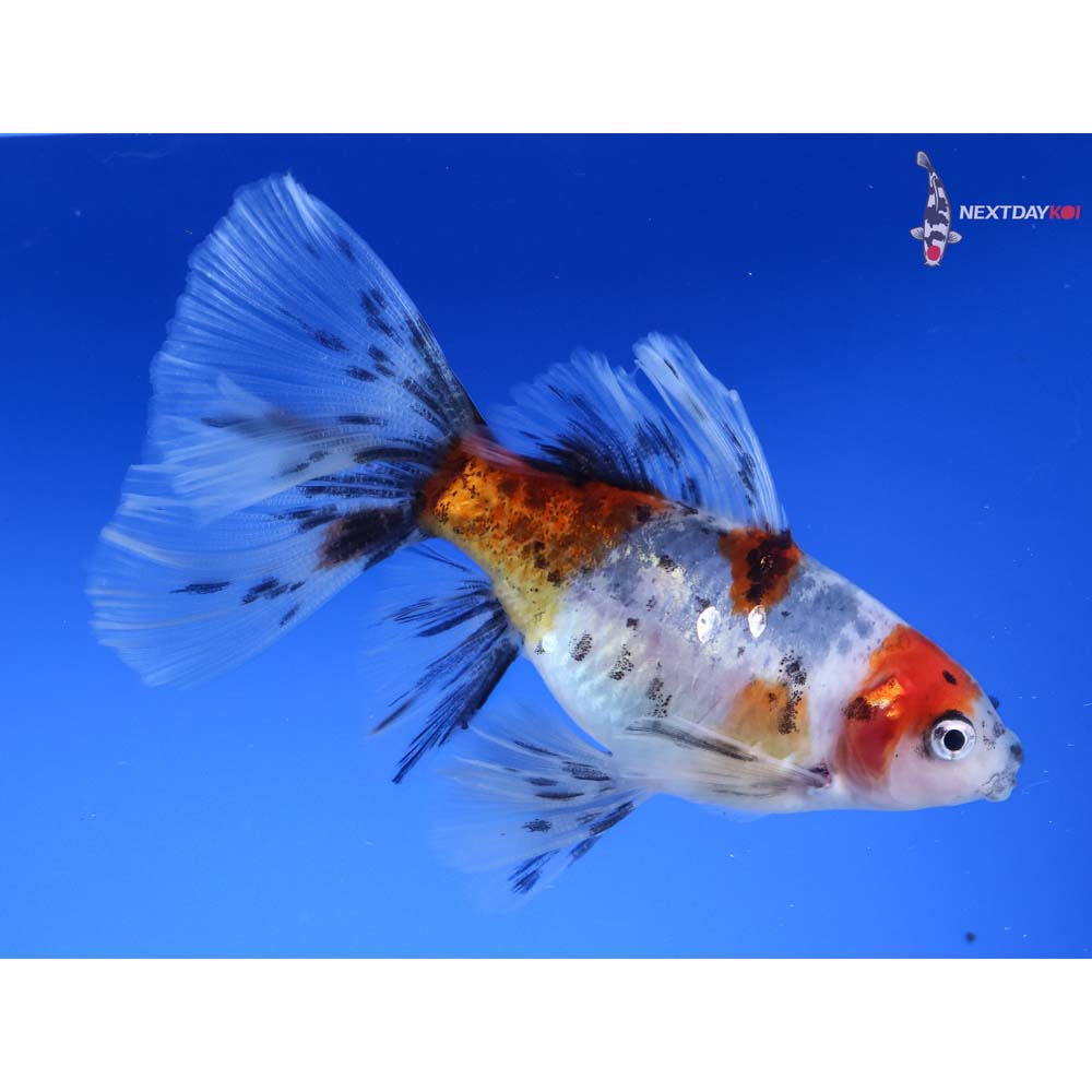 5” Imported Bristol Shubunkin