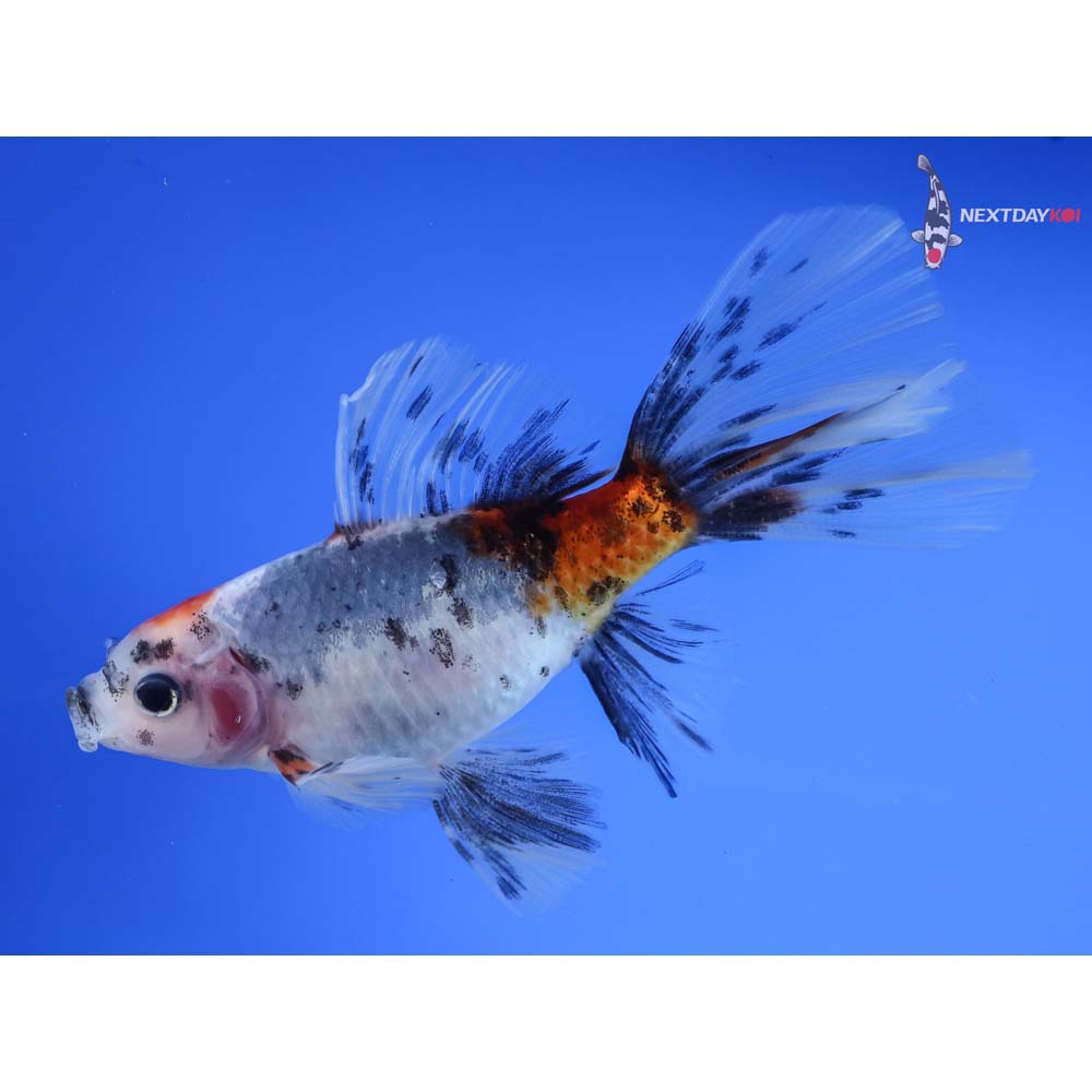 5” Imported Bristol Shubunkin