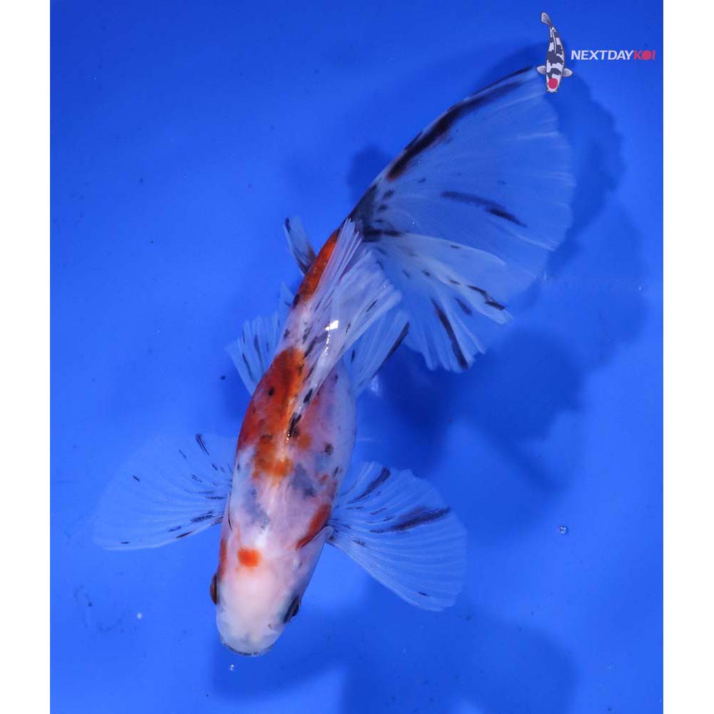 5” Imported Bristol Shubunkin