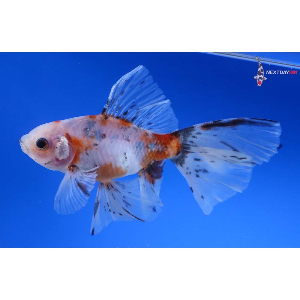 5” Imported Bristol Shubunkin