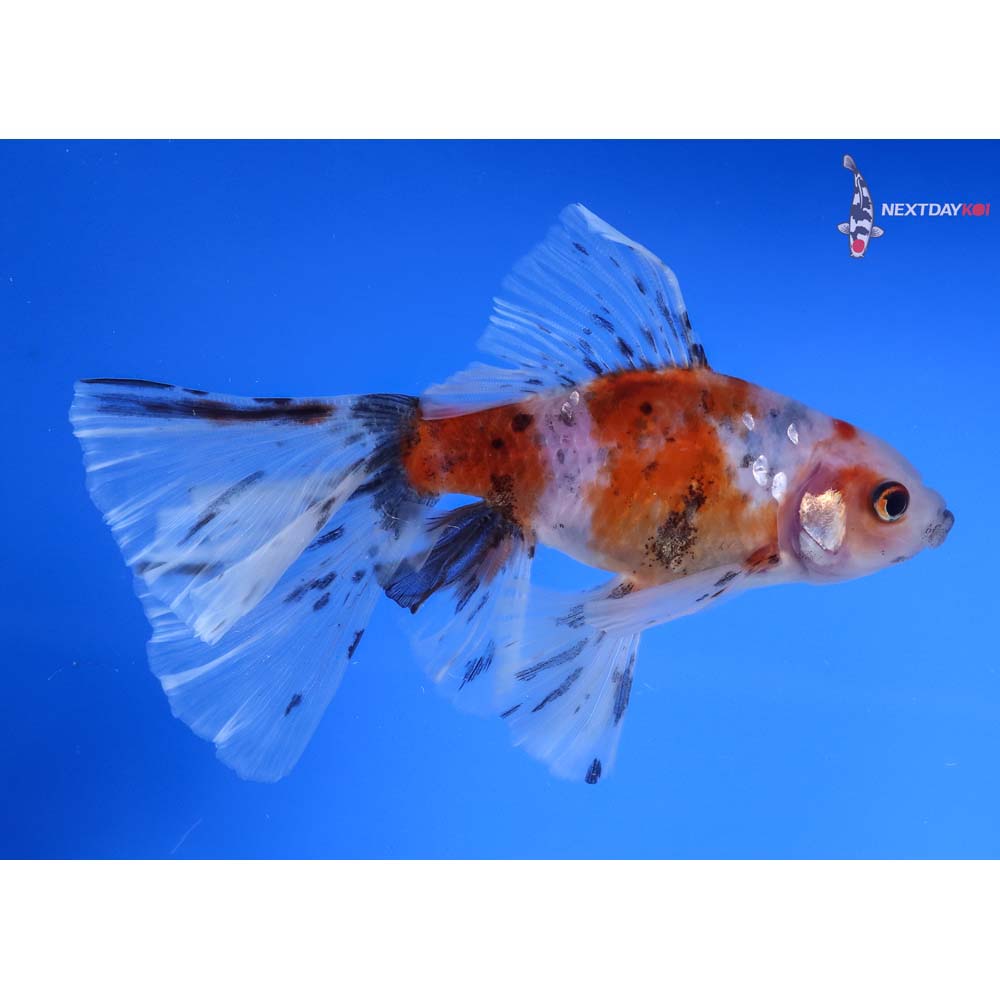 5” Imported Bristol Shubunkin