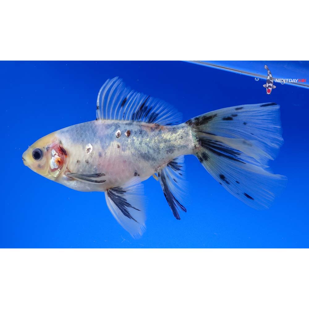 5” Imported Bristol Shubunkin