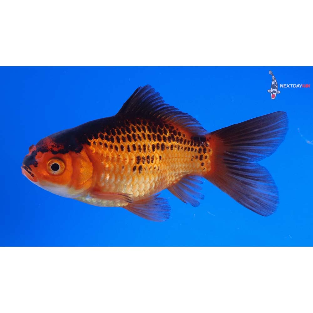 4” Imported Red Panda Comet