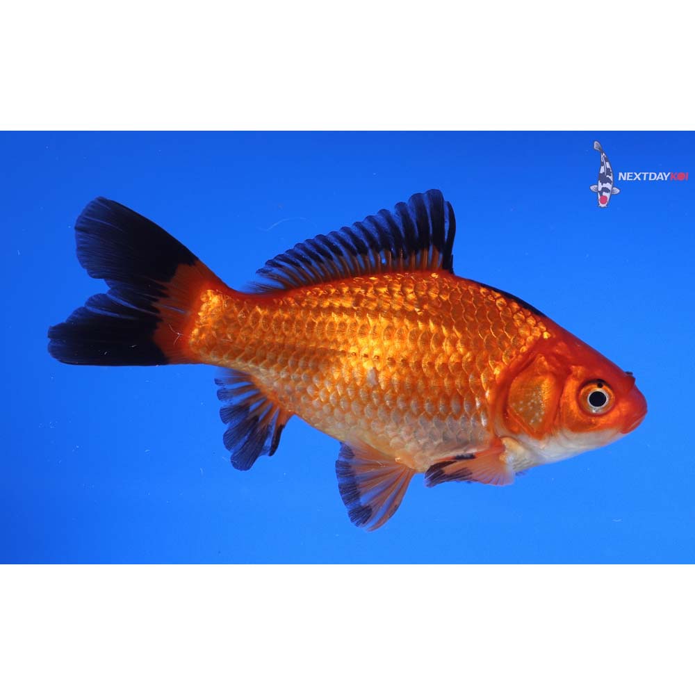 4” Imported Male Red Panda Comet