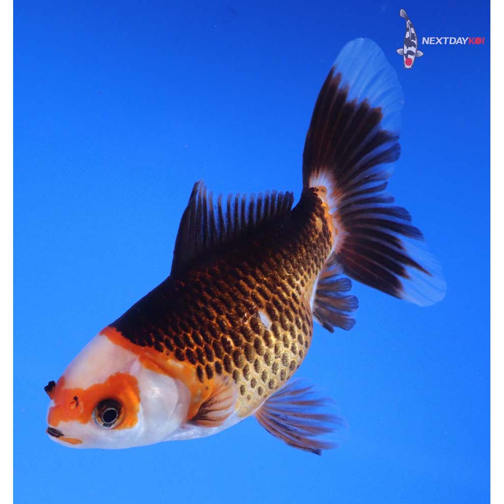 4.5” Imported Tri Color Panda Comet