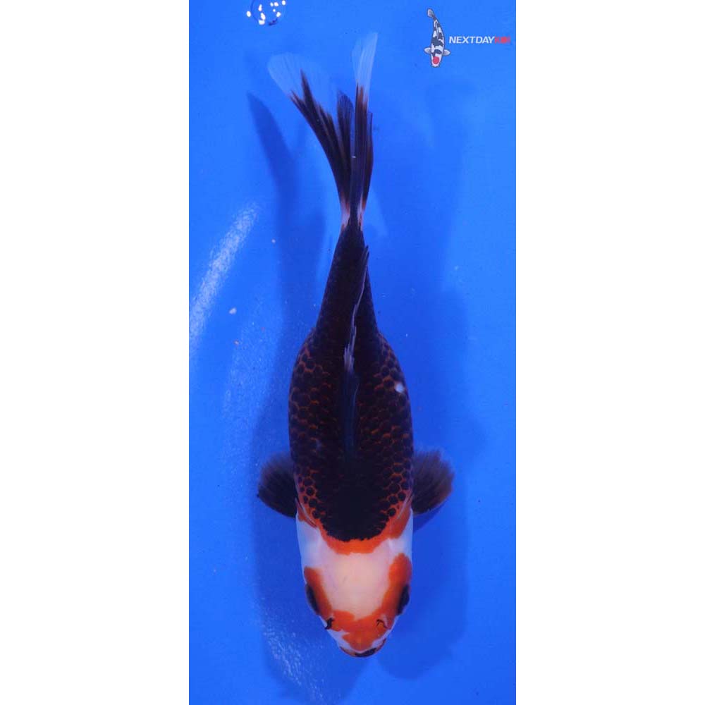 4.5” Imported Tri Color Panda Comet