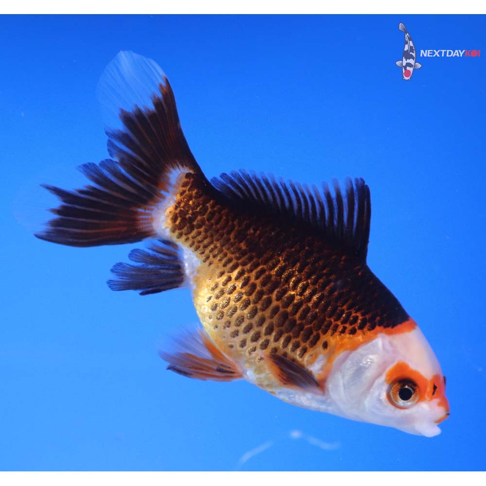 4.5” Imported Tri Color Panda Comet