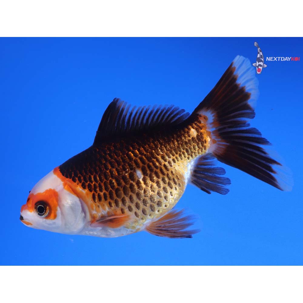 4.5” Imported Tri Color Panda Comet