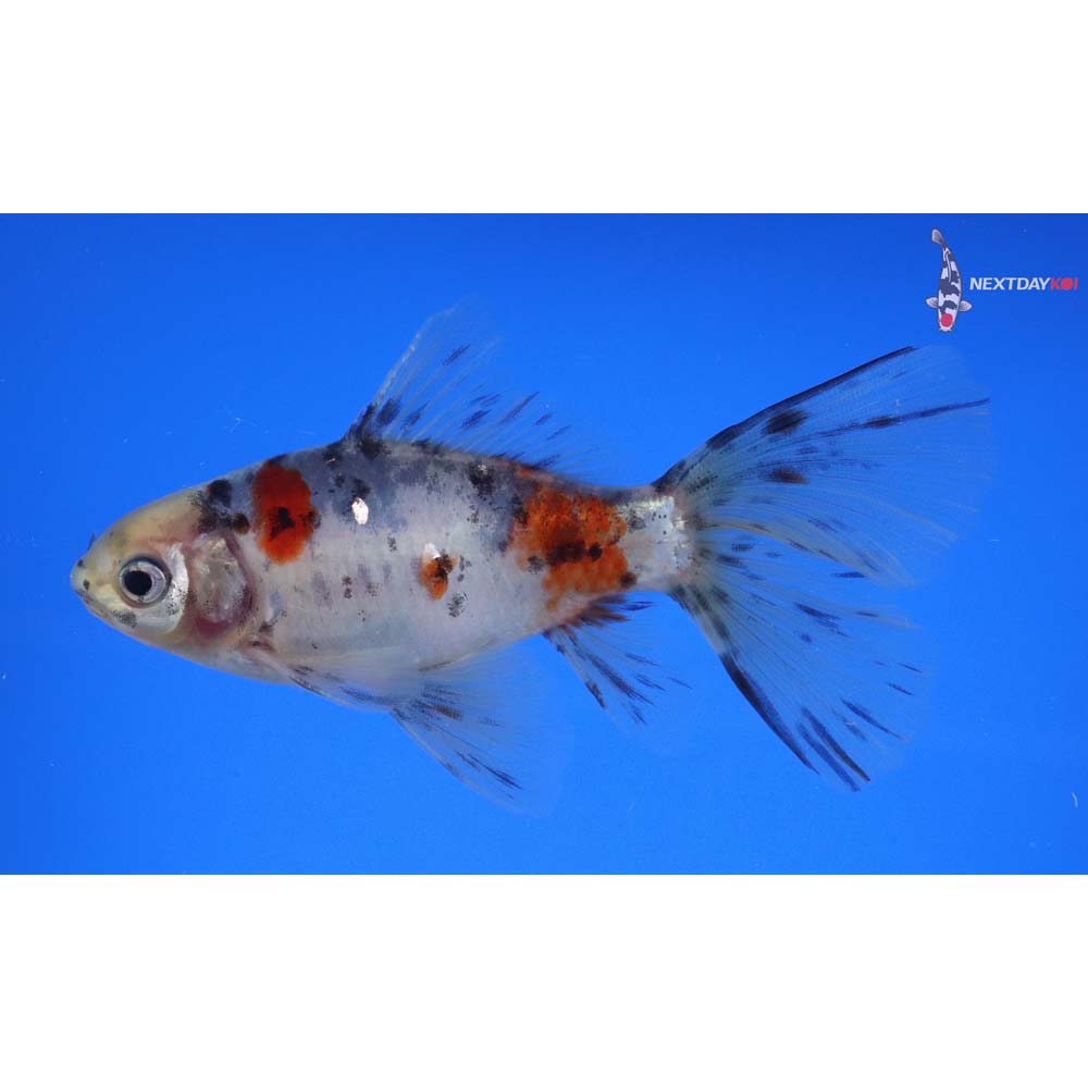 4.5” Imported Male Bristol Shubunkin