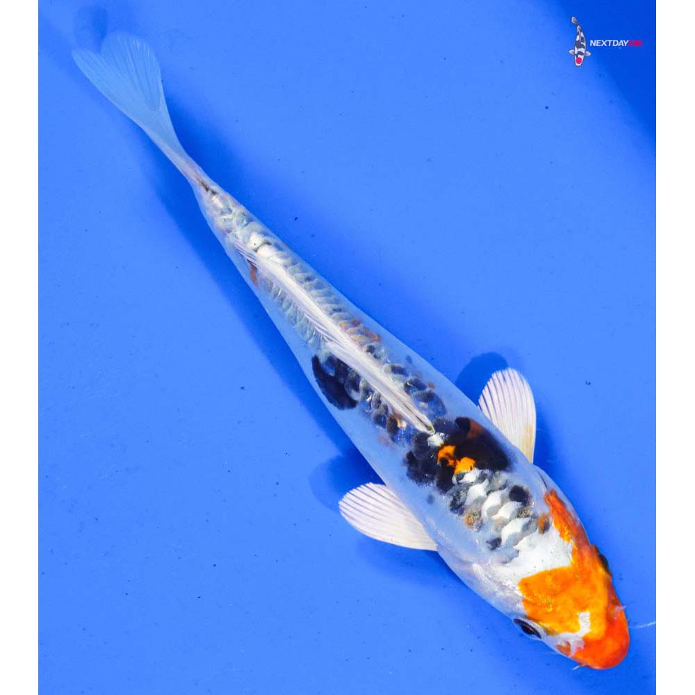 6.5” Imported Heisei Nishiki