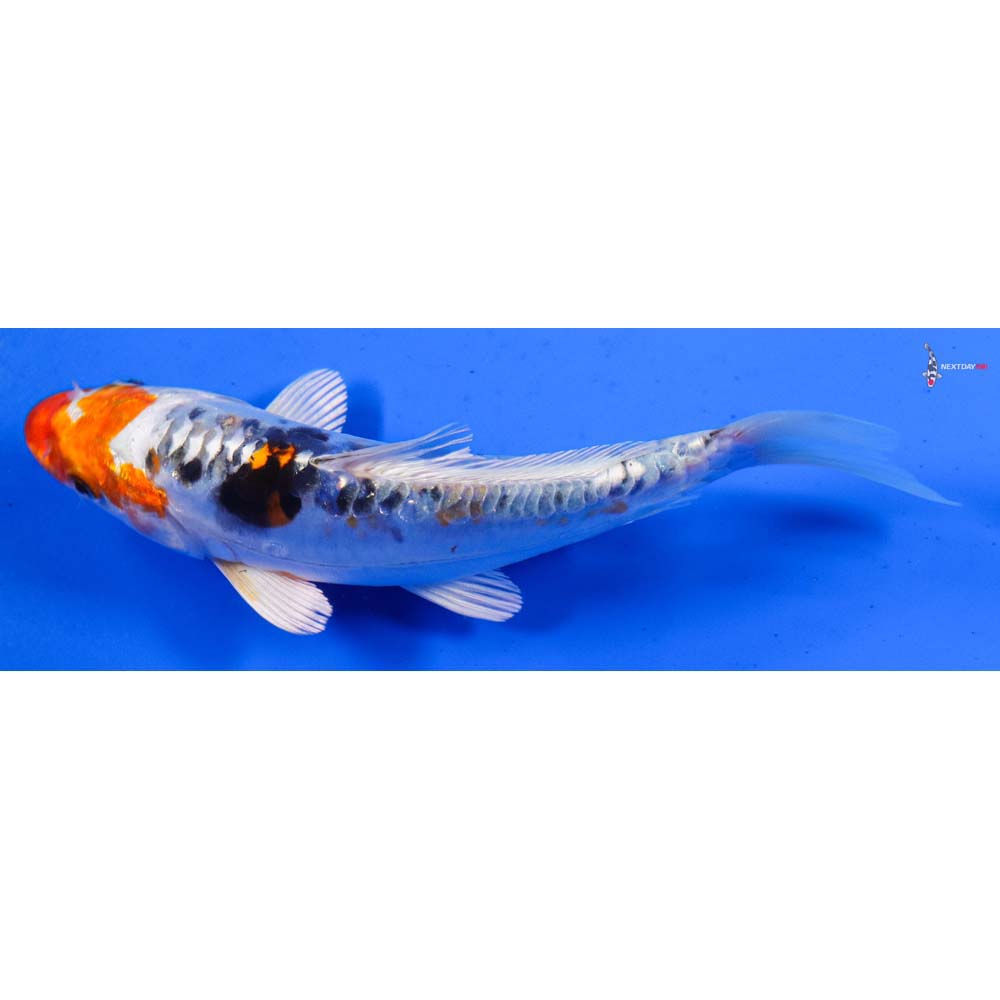 6.5” Imported Heisei Nishiki