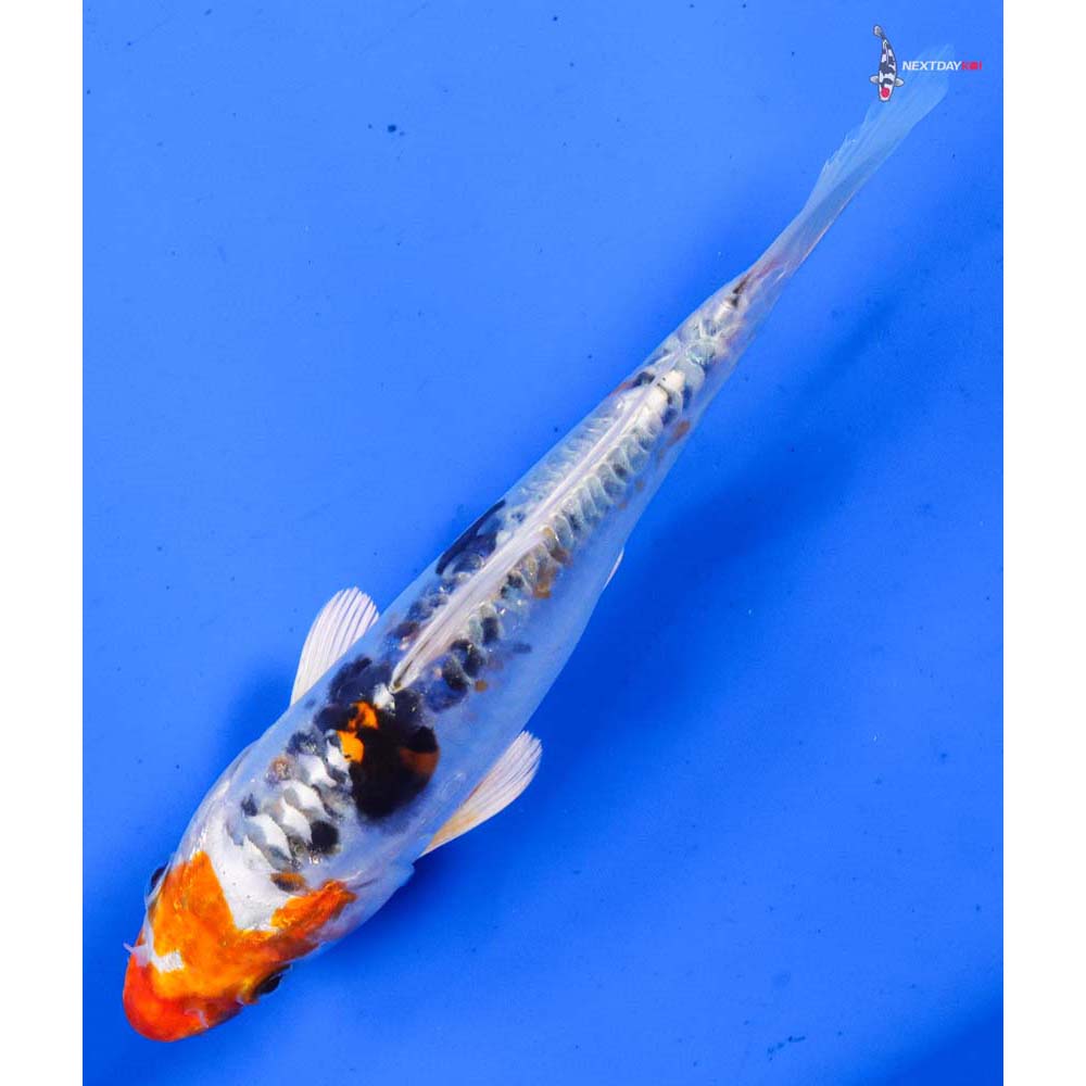 6.5” Imported Heisei Nishiki