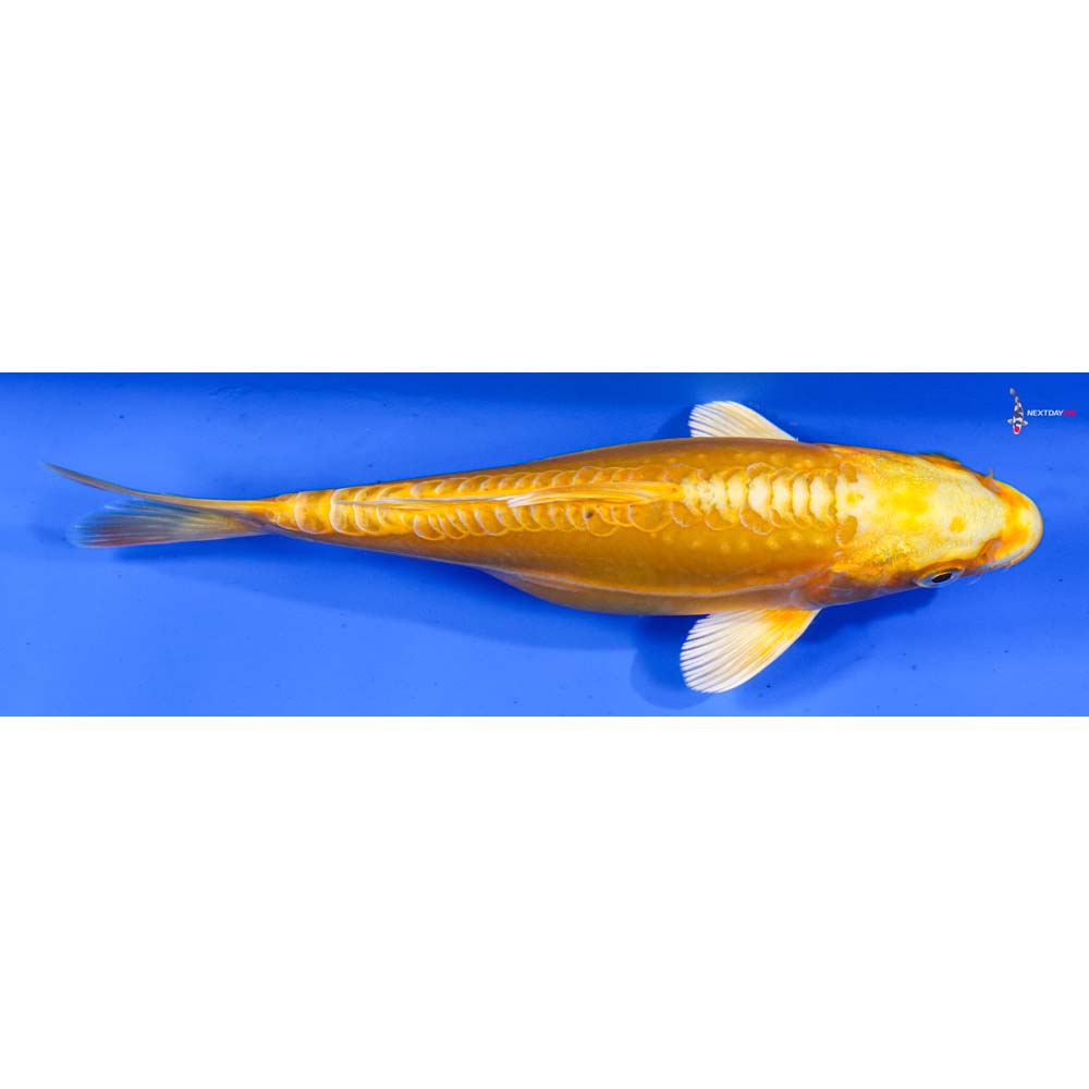 6.5” Imported Doitsu Yamabuki Ogon