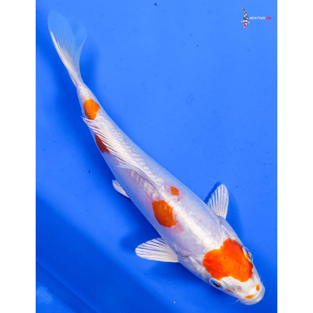 7” Imported Kikusui