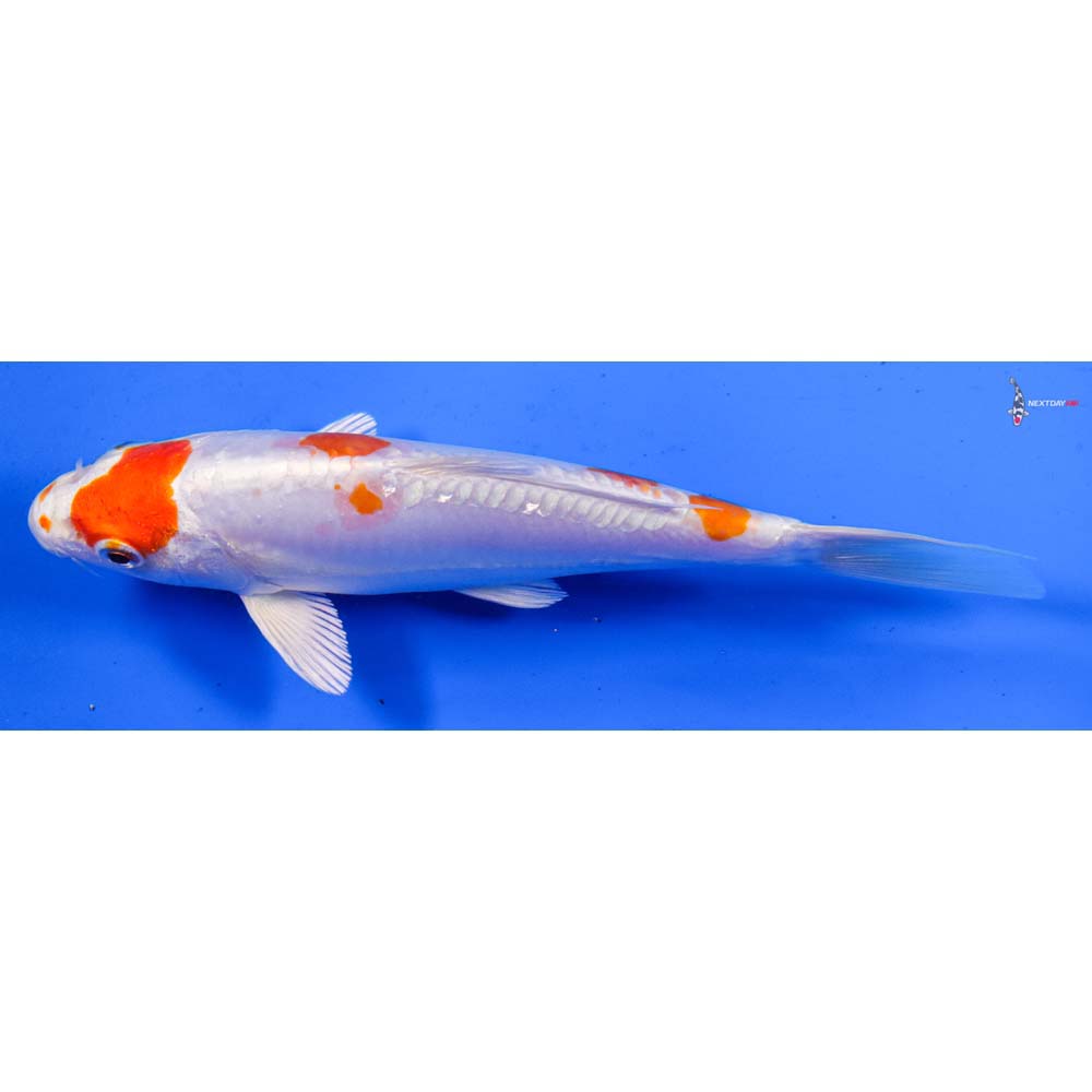 7” Imported Kikusui