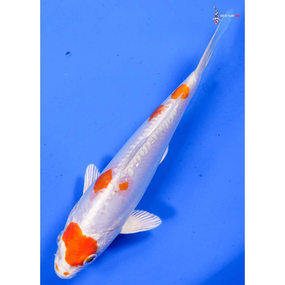 7” Imported Kikusui