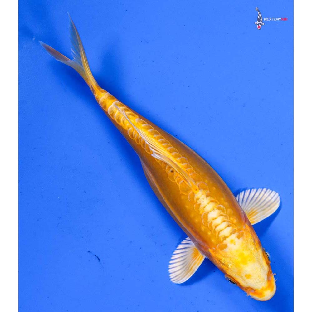 6.5” Imported Doitsu Yamabuki Ogon