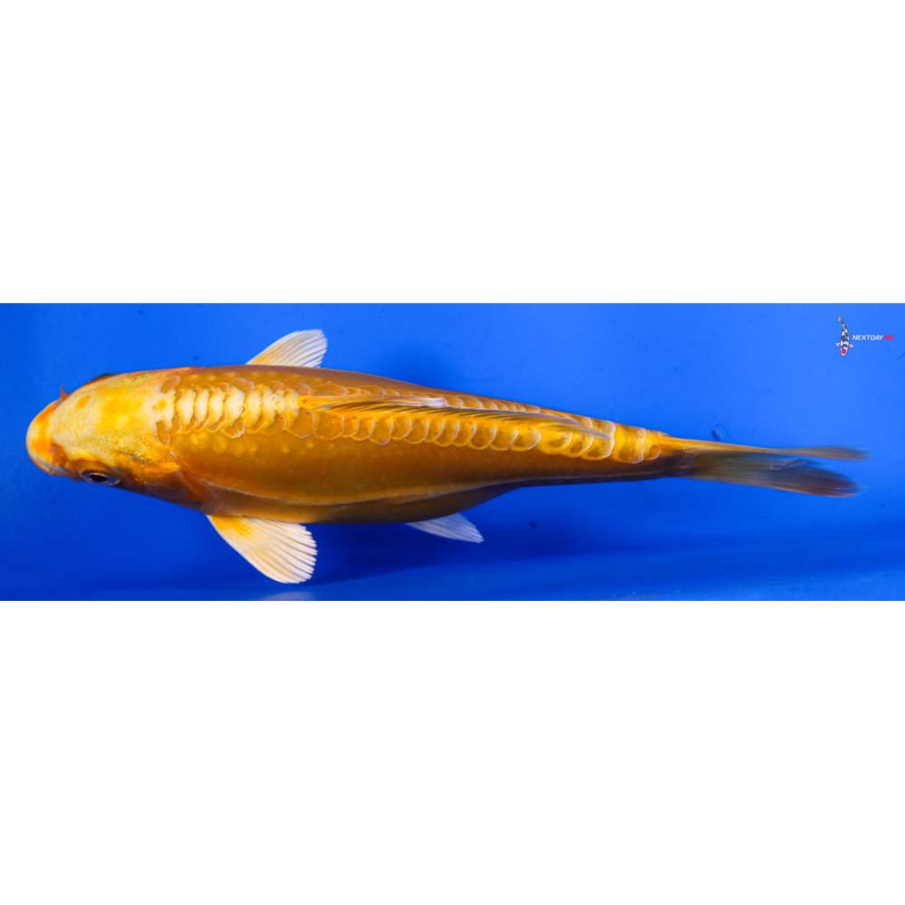 6.5” Imported Doitsu Yamabuki Ogon