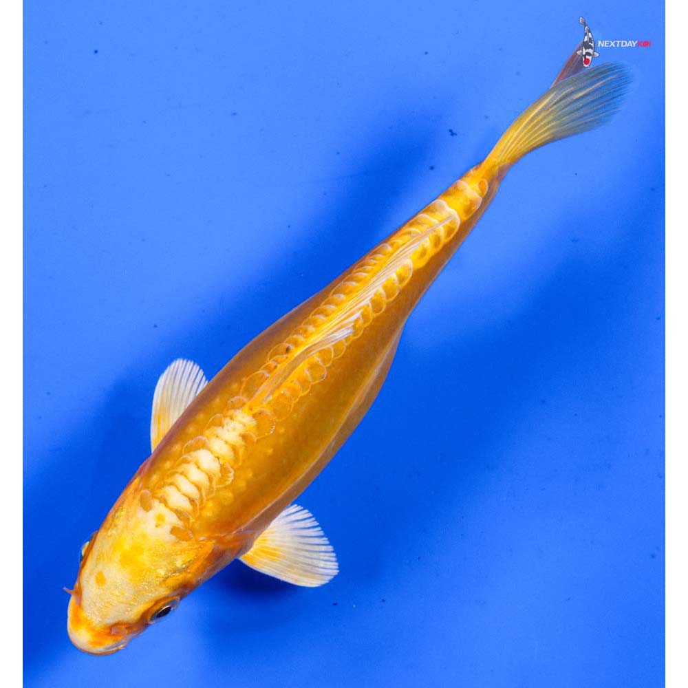 6.5” Imported Doitsu Yamabuki Ogon