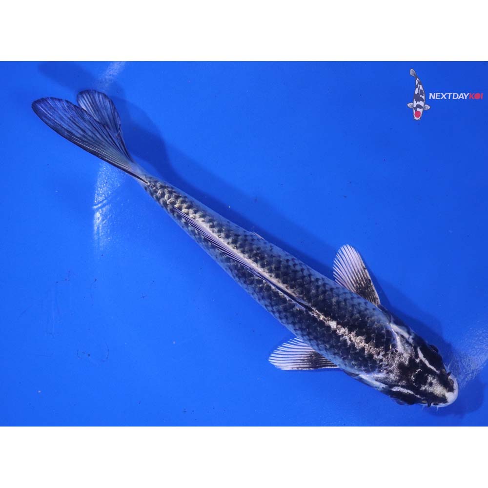 6” Imported Gin Matsuba