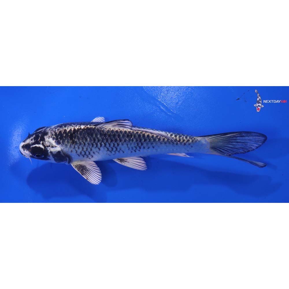 6” Imported Gin Matsuba