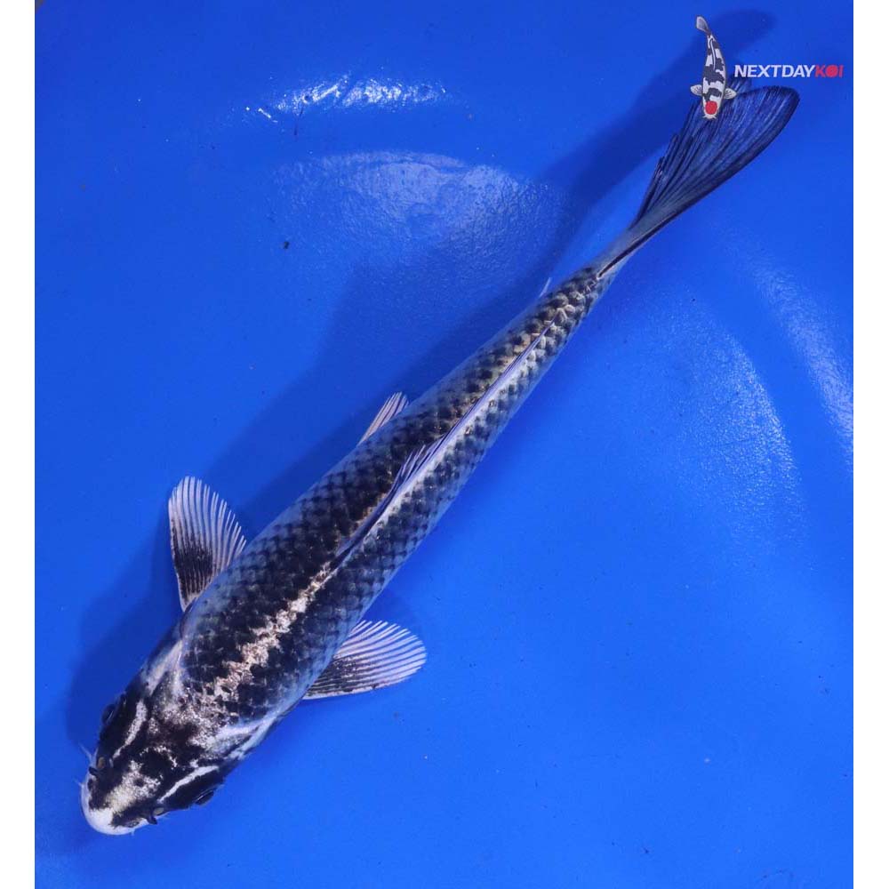 6” Imported Gin Matsuba