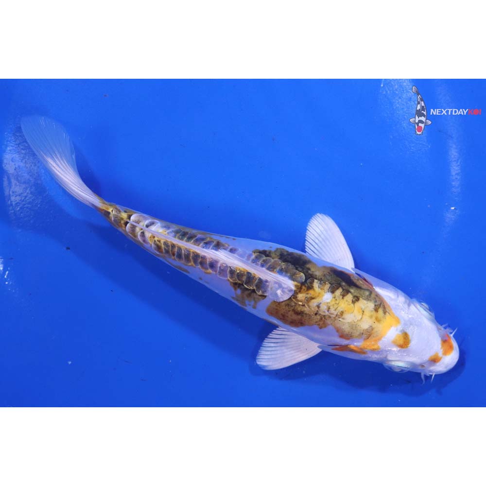 6.5” Imported Heisei Nishiki