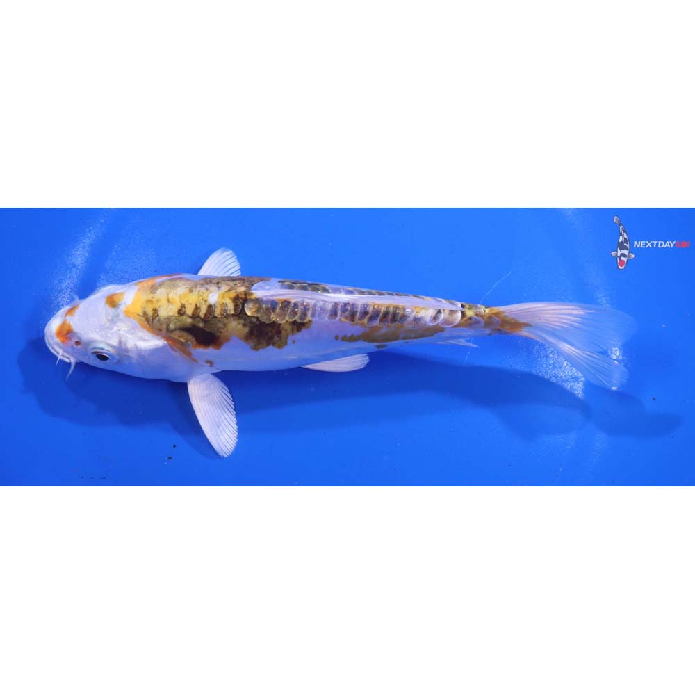 6.5” Imported Heisei Nishiki