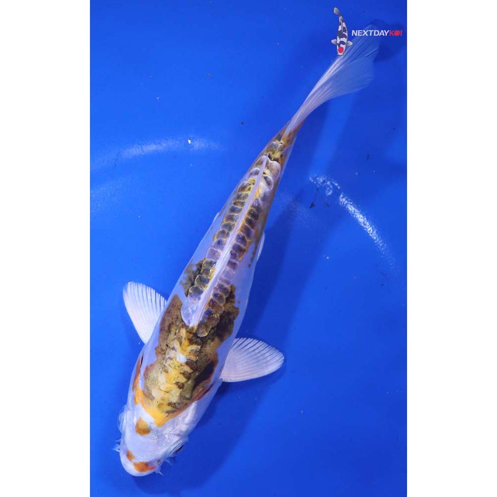 6.5” Imported Heisei Nishiki