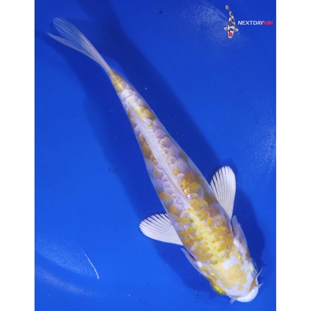 6.5” Imported Armor Scaled Lemon Hariwake