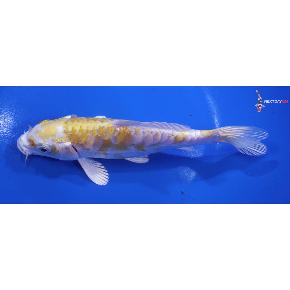 6.5” Imported Armor Scaled Lemon Hariwake
