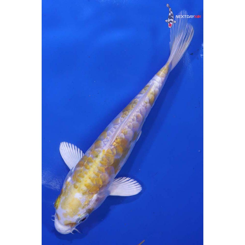 6.5” Imported Armor Scaled Lemon Hariwake