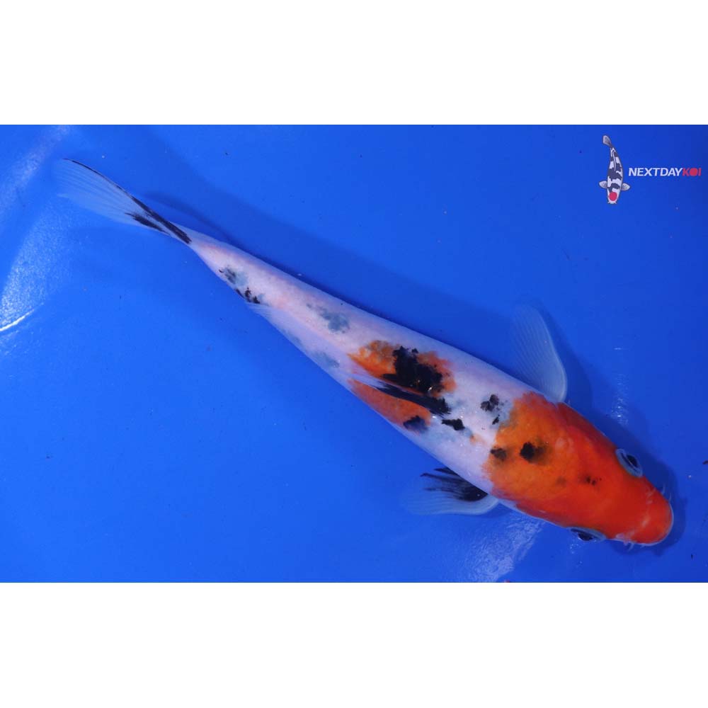 6.5” Imported Sanke