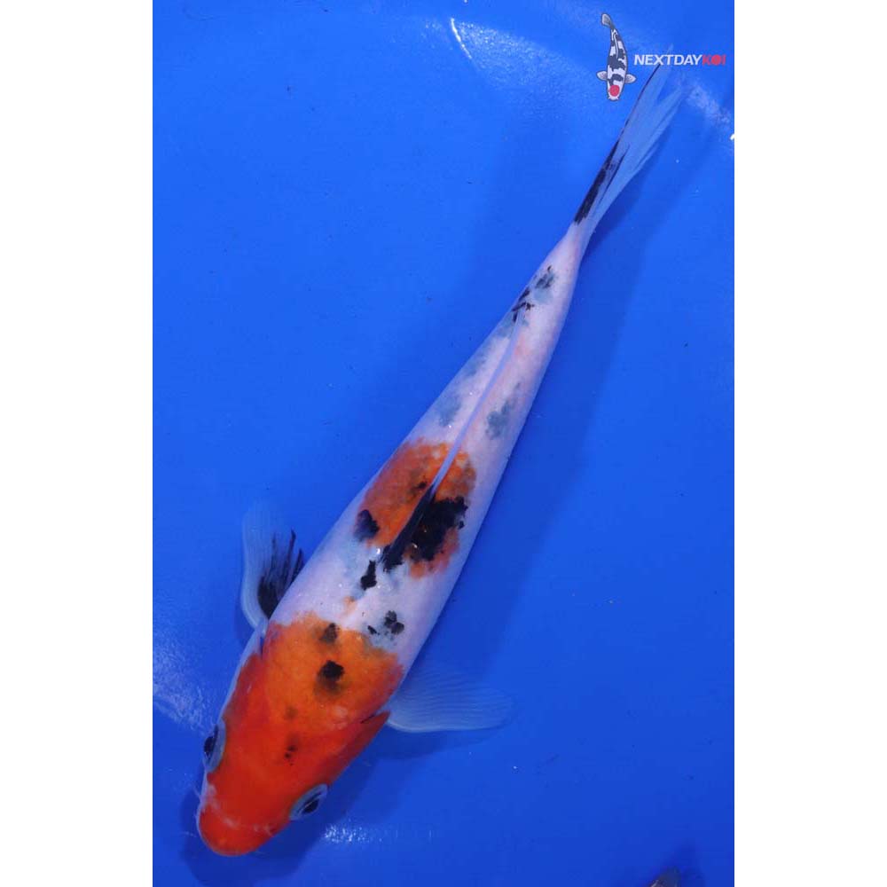 6.5” Imported Sanke