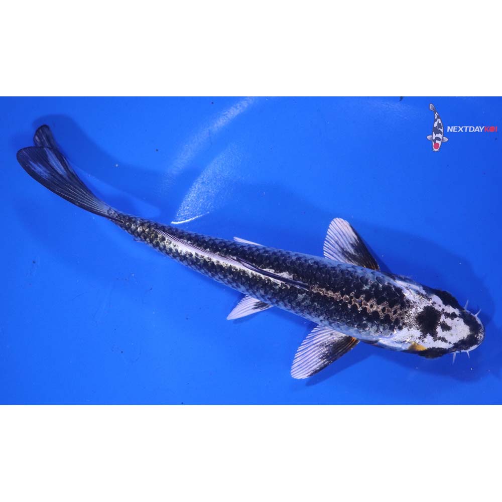 6.5” Imported Kujaku