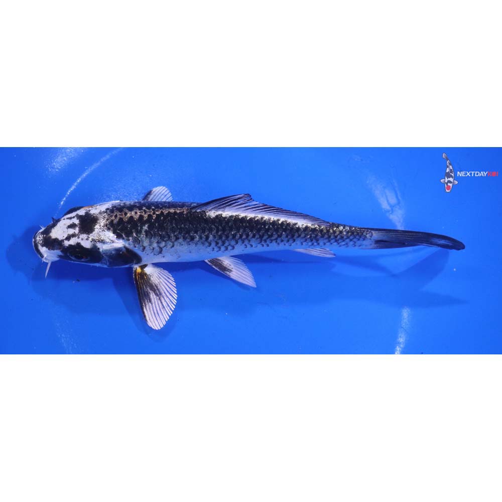 6.5” Imported Kujaku