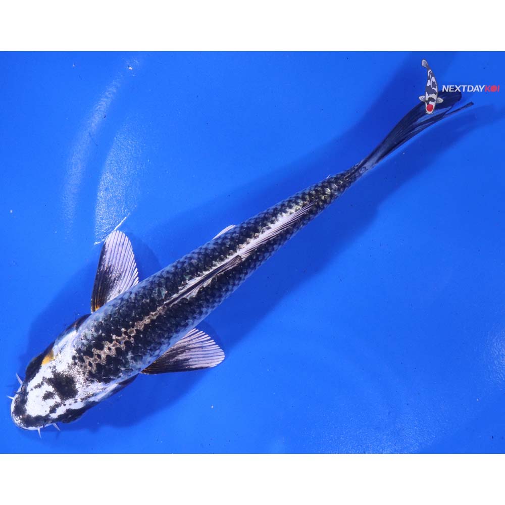 6.5” Imported Kujaku