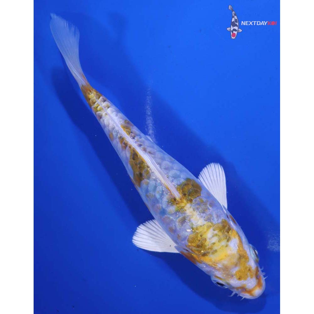 6” Imported Armor Scaled Kujaku