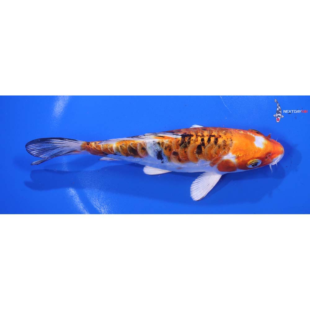 6.5” Imported Heisei Nishiki