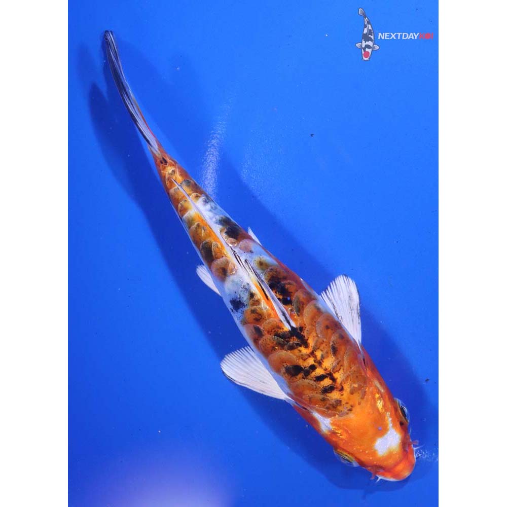 6.5” Imported Heisei Nishiki