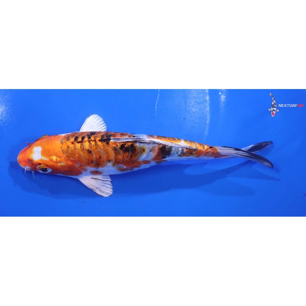 6.5” Imported Heisei Nishiki