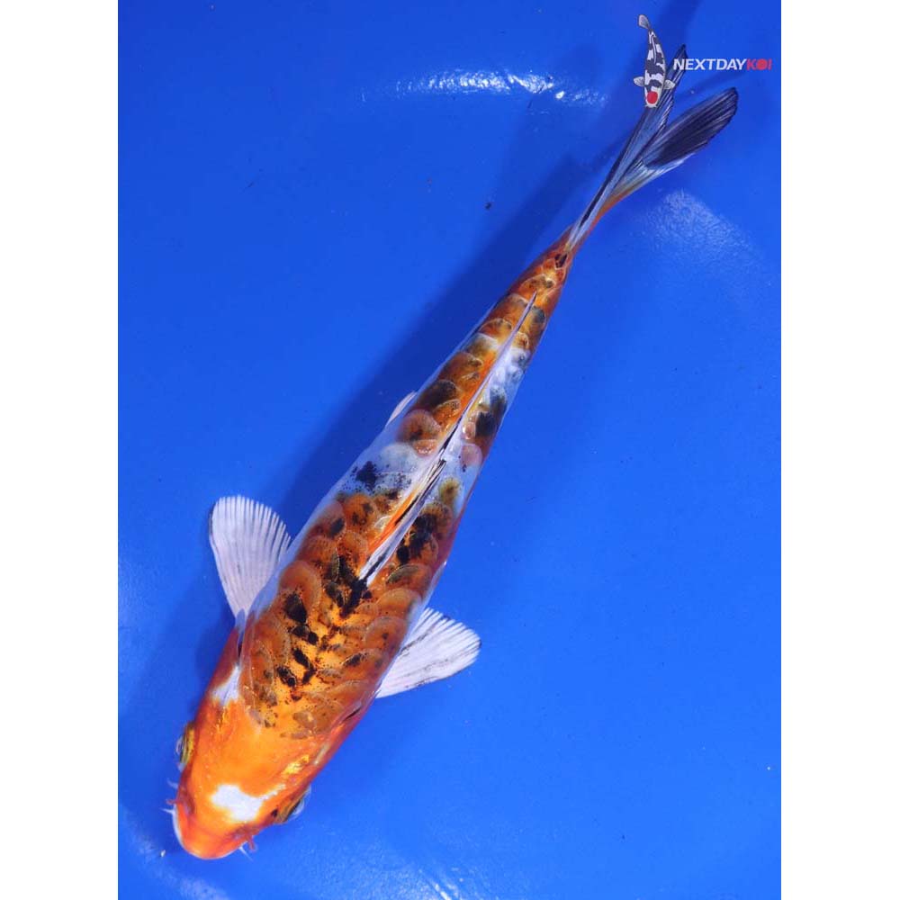 6.5” Imported Heisei Nishiki