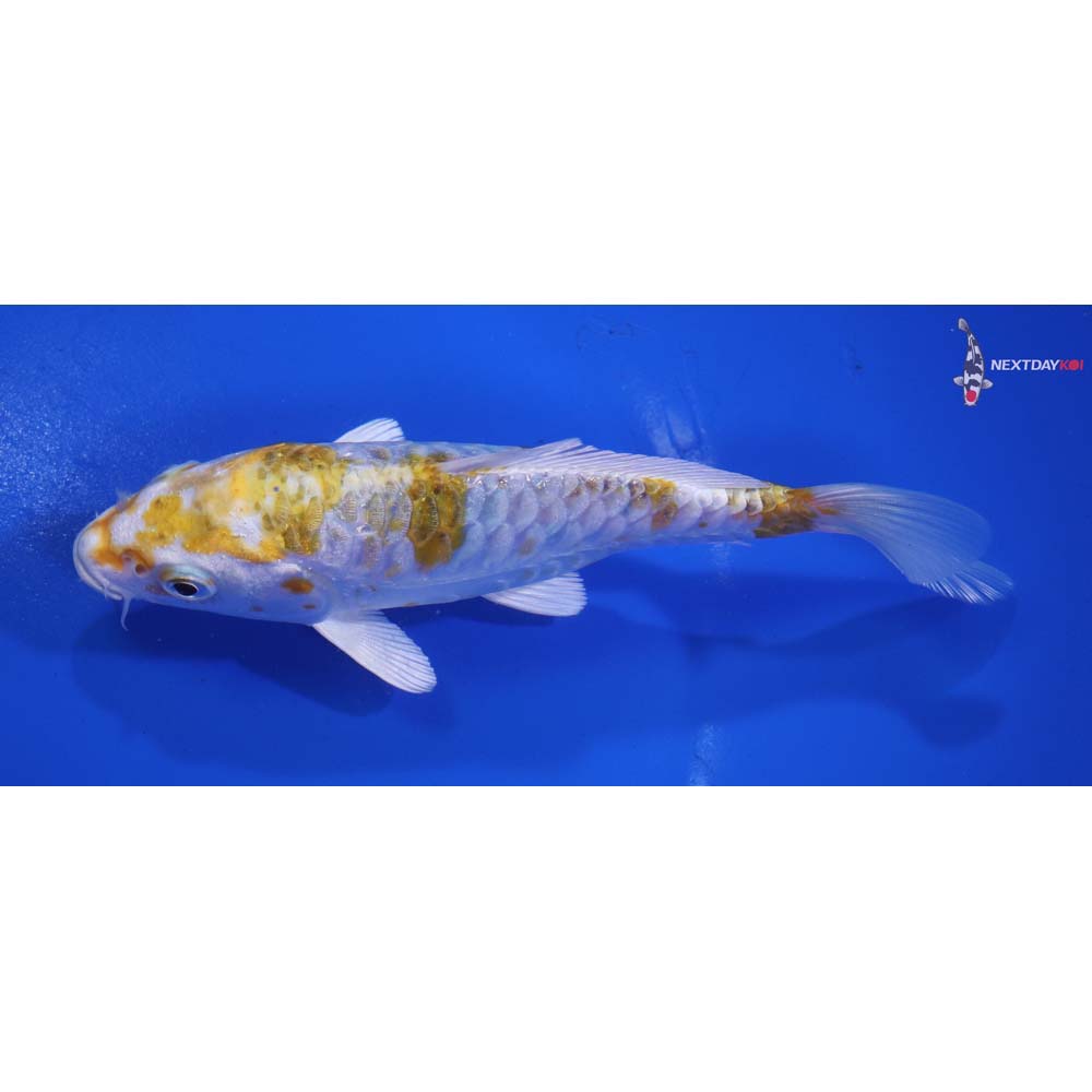 6” Imported Armor Scaled Kujaku