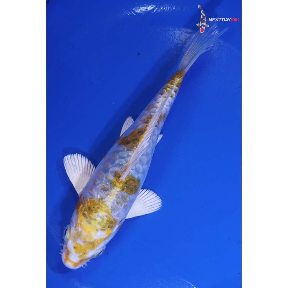 6” Imported Armor Scaled Kujaku