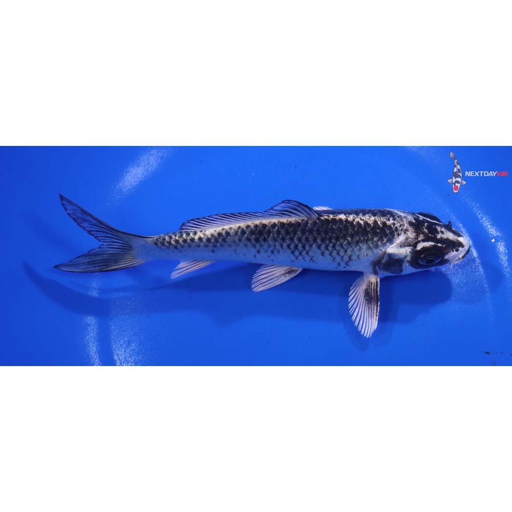 6” Imported Gin Matsuba