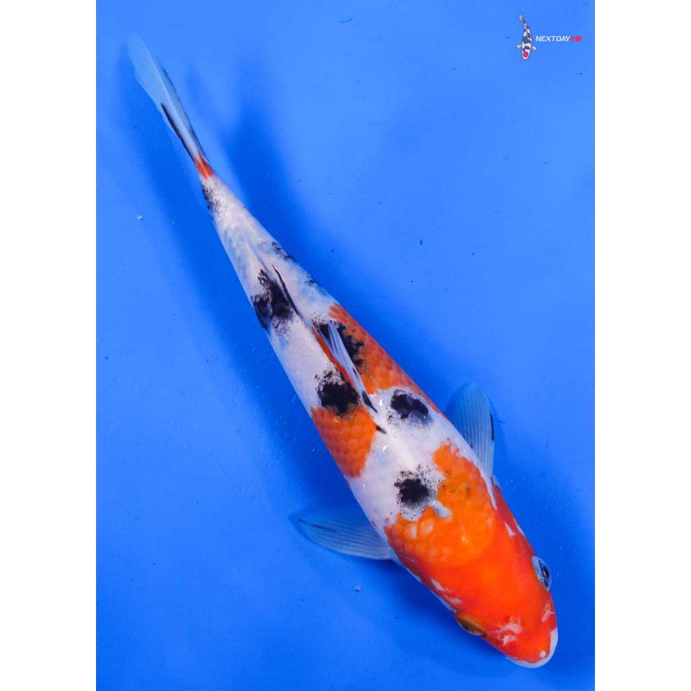 8.5” Imported Sanke