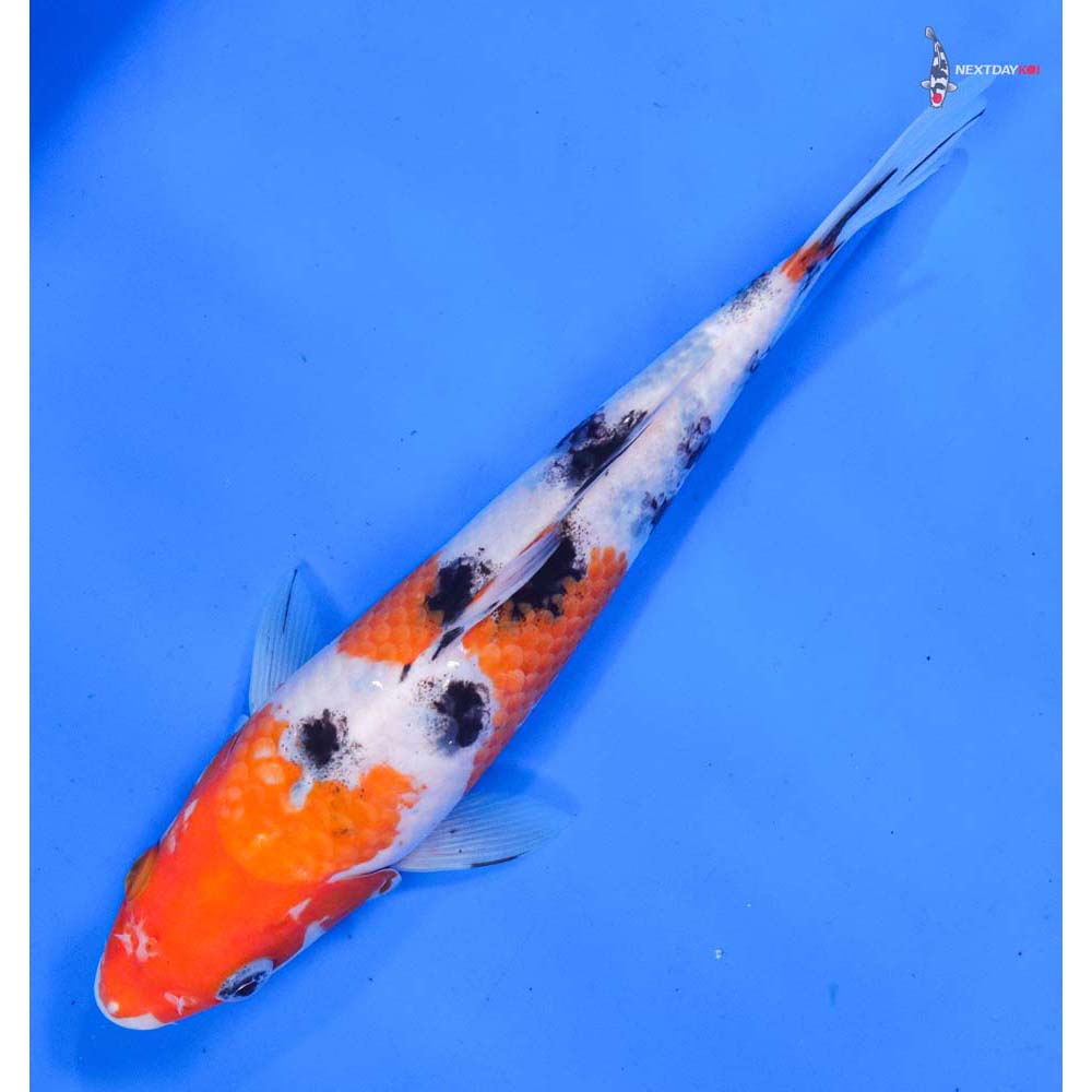 8.5” Imported Sanke