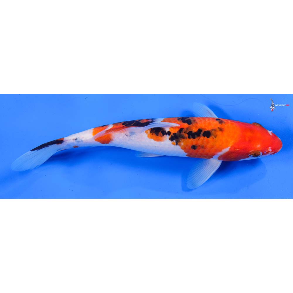 8.5” Imported Sanke