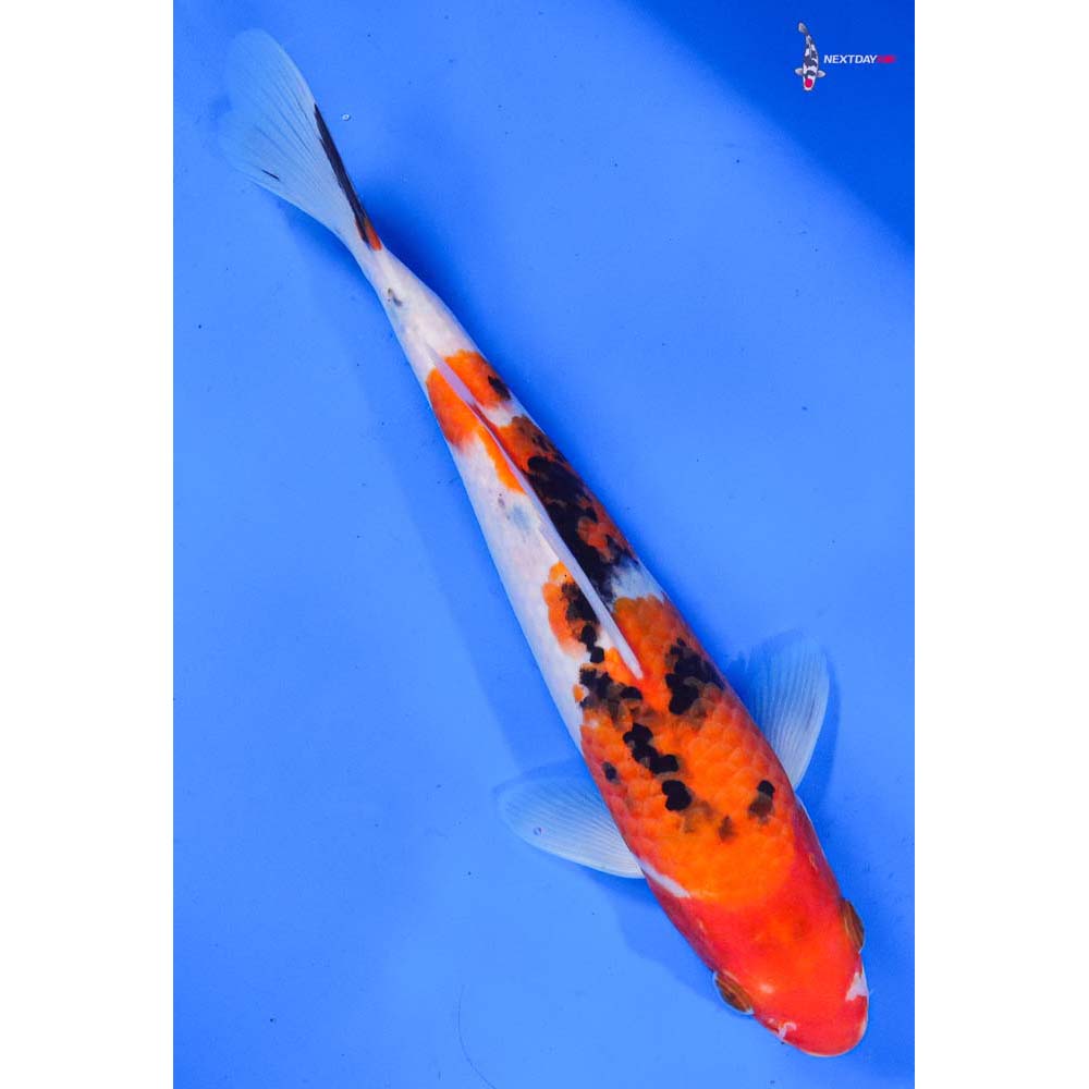 8.5” Imported Sanke