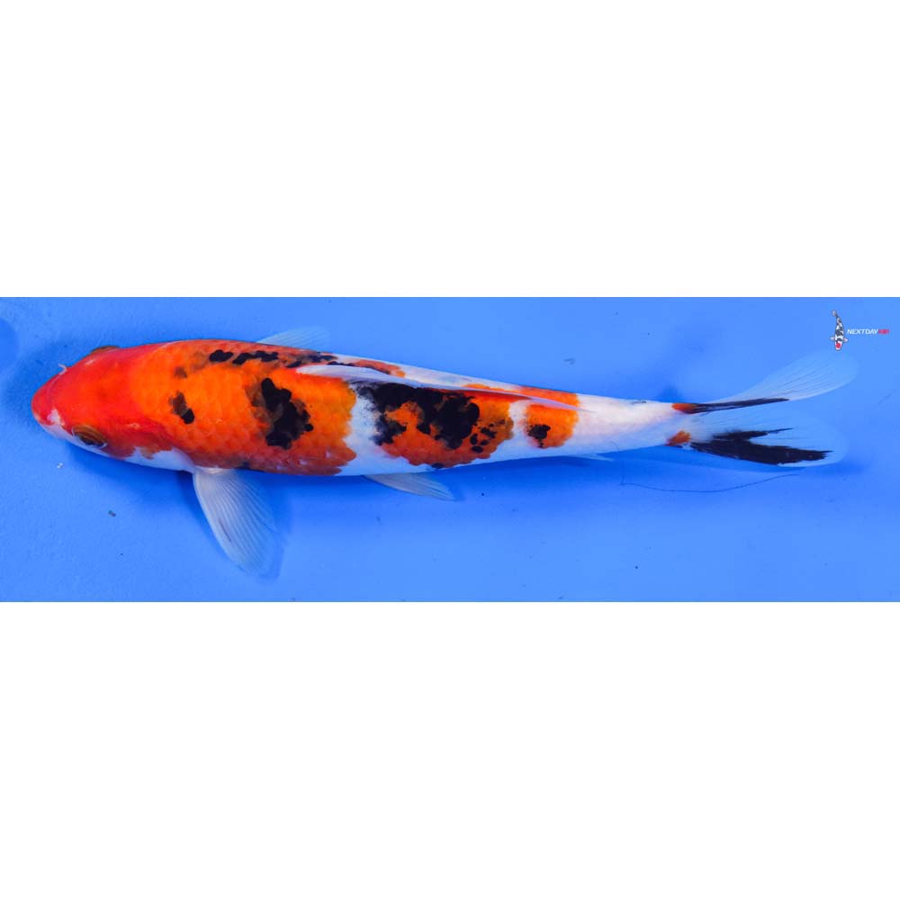 8.5” Imported Sanke